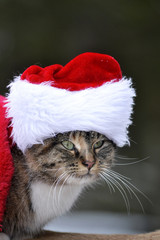 Obraz na płótnie Canvas Christmas Cat