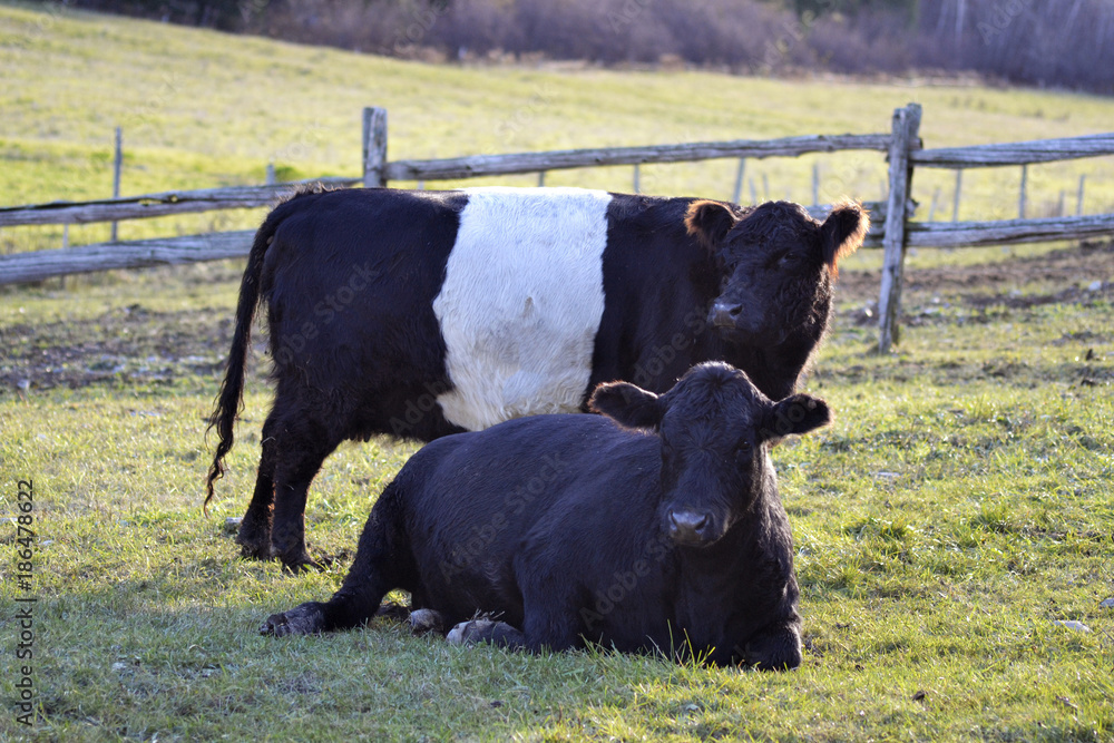 Poster cows in field