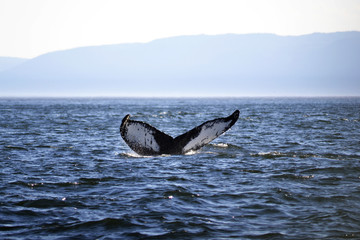 Obraz premium A Whale Tail
