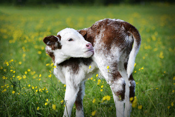 Cow Calf