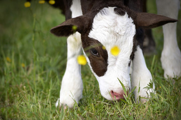 Cow Calf