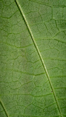 green leaf texture background