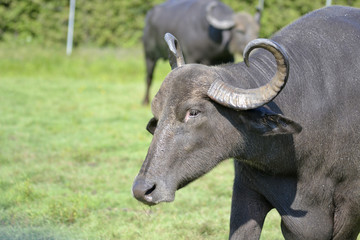 African Buffalo