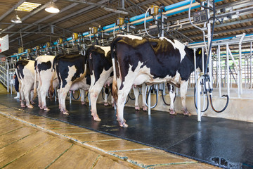 Cow milking facility, Milking the cow with milking machine modern 