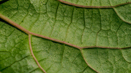 green leaf texture background