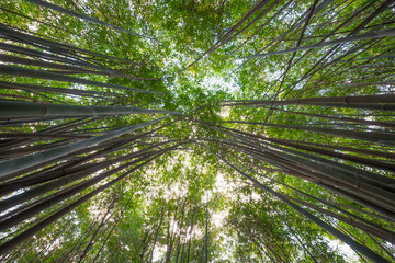 Obraz na płótnie Canvas Bamboo forest vertical angle view in Chengdu, China