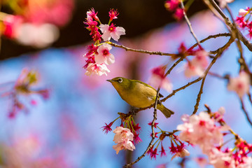 Fototapeta premium The Japanese White-eye.The background is cherry blossoms. Located in Tokyo Prefecture Japan.