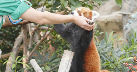 Trainer feeding red panda