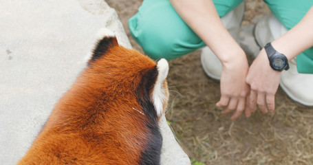 Adorable Red panda playing trainer