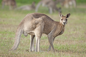 Red kangaroos in  outback Queensland, Australia.