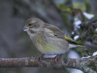 European greenfinch (Chloris chloris)