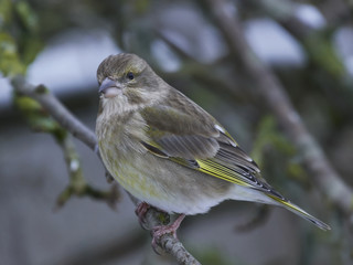 Obraz premium European greenfinch (Chloris chloris)