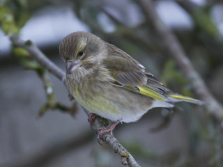 Obraz premium European greenfinch (Chloris chloris)