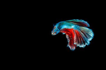 Beautiful blue and red Male Thai betta fish isolated on black background.