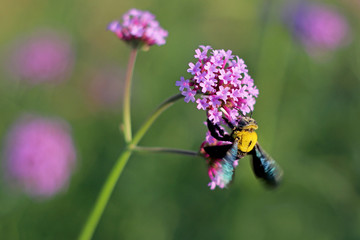 Lavender garden and Xylocopa latipes with Purple flower
