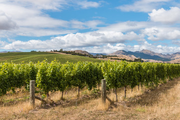 Fototapeta na wymiar New Zealand vineyards in summertime