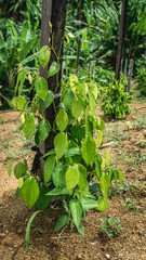Juvenile pepper plant in the plantation in Indonesia