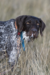 Hunting Dog with Porcupine Quills