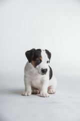  Cute Jack Russell Terrier Puppy isolated on a white white background