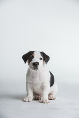  Cute Jack Russell Terrier Puppy isolated on a white white background