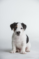  Cute Jack Russell Terrier Puppy isolated on a white white background
