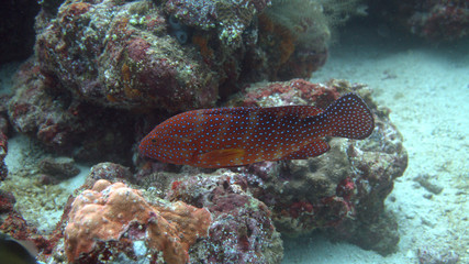 Red grouper at Sabang, Indonesia