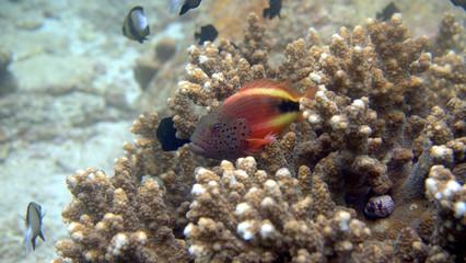 Fototapeta na wymiar Fish laying on coral at Sabang, Indonesia