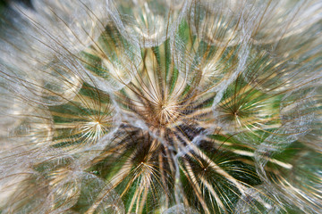 Tragopogon close-up with a small insect on the umbrella