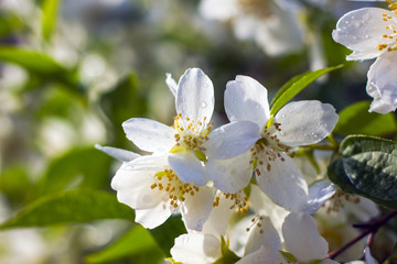 Jasmine flowers after rain in drops