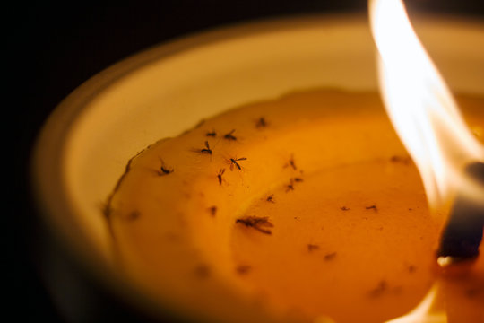 A lighted mosquito candle close-up with a burning wick and stuck mosquitoes on wax