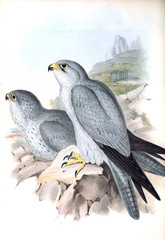 Illustration of bird. 