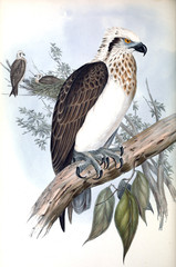 Illustration of bird. 