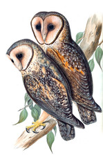Illustration of bird. 
