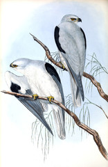 Illustration of bird. 
