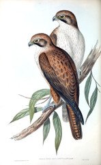Illustration of bird. 