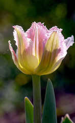 pale pink tulip