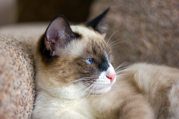 Beautiful cat breeds of balinese beige with tan marks and blue oblique eyes