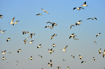 The sea bird