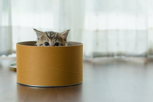 Cute kitten in box