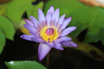 Lotus purple flower close-up in natural