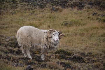 Obraz premium Icelandic sheep with matted wool