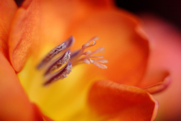 Illustration – closeup composition of blooming Botanic Tulip (latin: Tulipa)