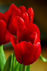 Illustration – closeup composition of blooming Botanic Tulip (latin: Tulipa)