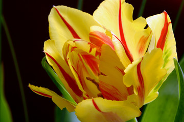 Obraz premium Illustration – closeup composition of blooming Botanic Tulip (latin: Tulipa)