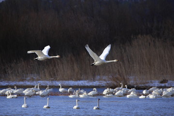 飛ぶ白鳥　Swans flying	