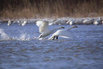 助走する白鳥　Swans take off	