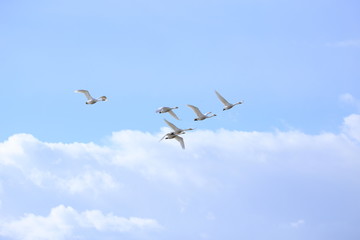群れで飛ぶ白鳥　Swans flying in flocks	