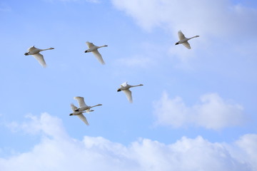 群れで飛ぶ白鳥　Swans flying in flocks	