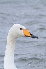 オオハクチョウ　Whooper swan