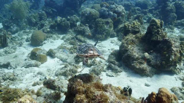 Hawksbill Sea Turtle swim in shallow water of the coral reef in the Caribbean Sea at scuba dive around Curacao /Netherlands Antilles